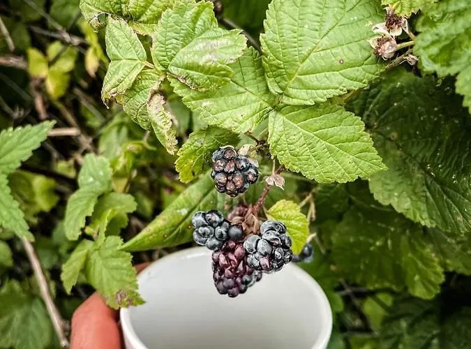 Paradiso Apartment Rusinowo (Slawno)